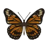Tiger Mimic Queen Butterfly