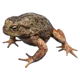 Toad