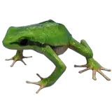 Tree Frog