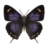 Violet Hairstreak Butterfly