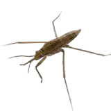 Water Strider