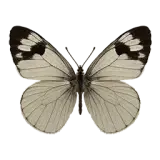 White Butterfly
