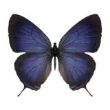 White Streaked butterfly