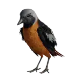 White-winged Redstart