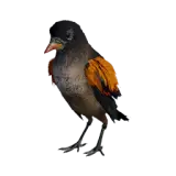 Yellow-Billed Oxpecker