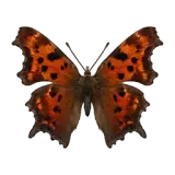 Yellow Comma Butterfly
