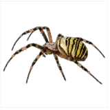 Yellow Garden Spider