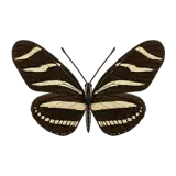 Zebra Longwing Butterfly