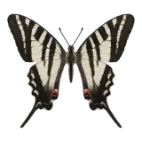 Zebra Swallowtail
