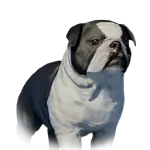 Floppy-Eared Bulldog