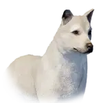 Jindo