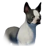 Pointy-Eared Bulldog