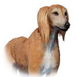 Saluki