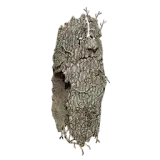 Lifsoth Large Shield